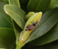 Anthocoris cf. butleri auf Buchsbaum