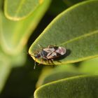 Anthocoris cf. butleri auf Buchsbaum (1)