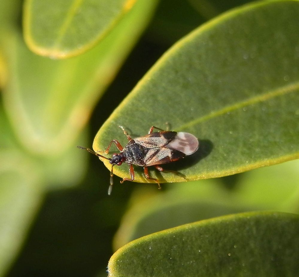 Anthocoris cf. butleri auf Buchsbaum (1)