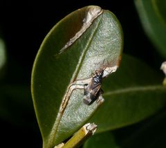 Anthocoris cf. butleri auf Buchsbaum (2)