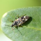 Anthocoris cf. butleri auf Buchsbaum (3)