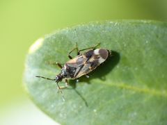 Anthocoris cf. butleri auf Buchsbaum (3)