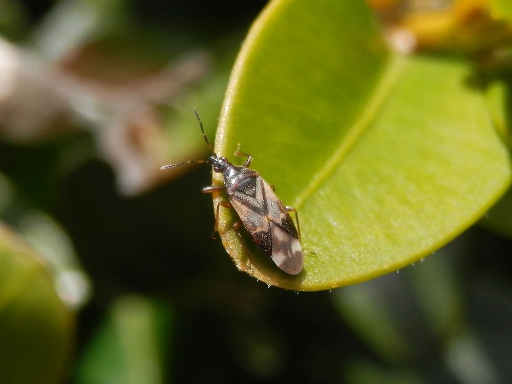 Anthocoris cf. butleri auf Buchsbaum