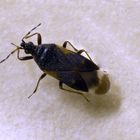 Anthocoris confusus (?) 