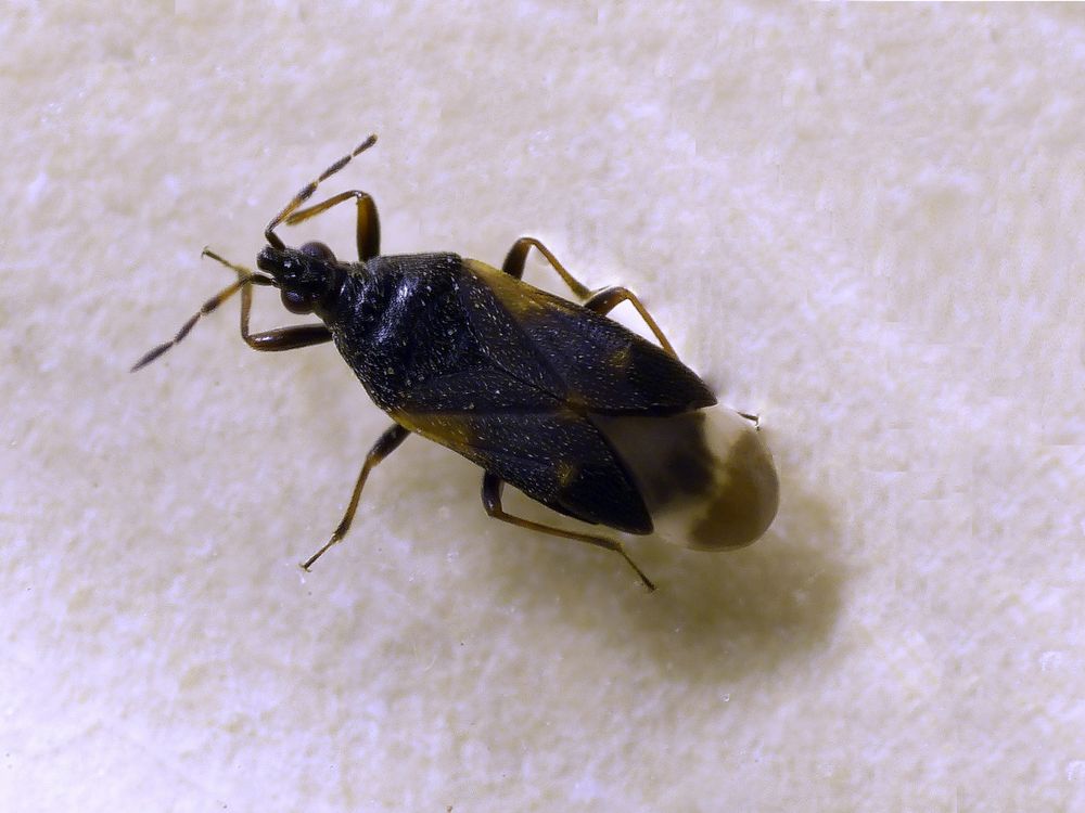 Anthocoris confusus (?) 