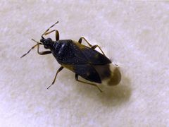 Anthocoris confusus (?) 