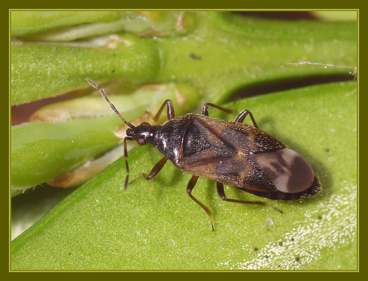 Anthocoris confusus - Blumenwanze auf Buchsbaum