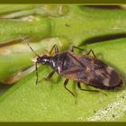 Anthocoris confusus - Blumenwanze auf Buchsbaum