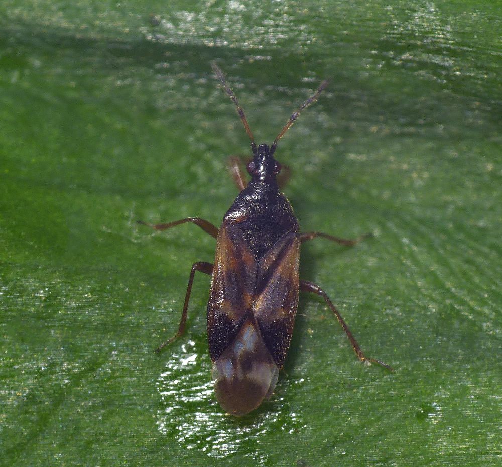 Anthocoris confusus - eine nützliche Blumenwanze im Garten