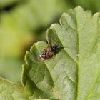 Anthocoris confusus - eine nützliche Blumenwanze im Garten