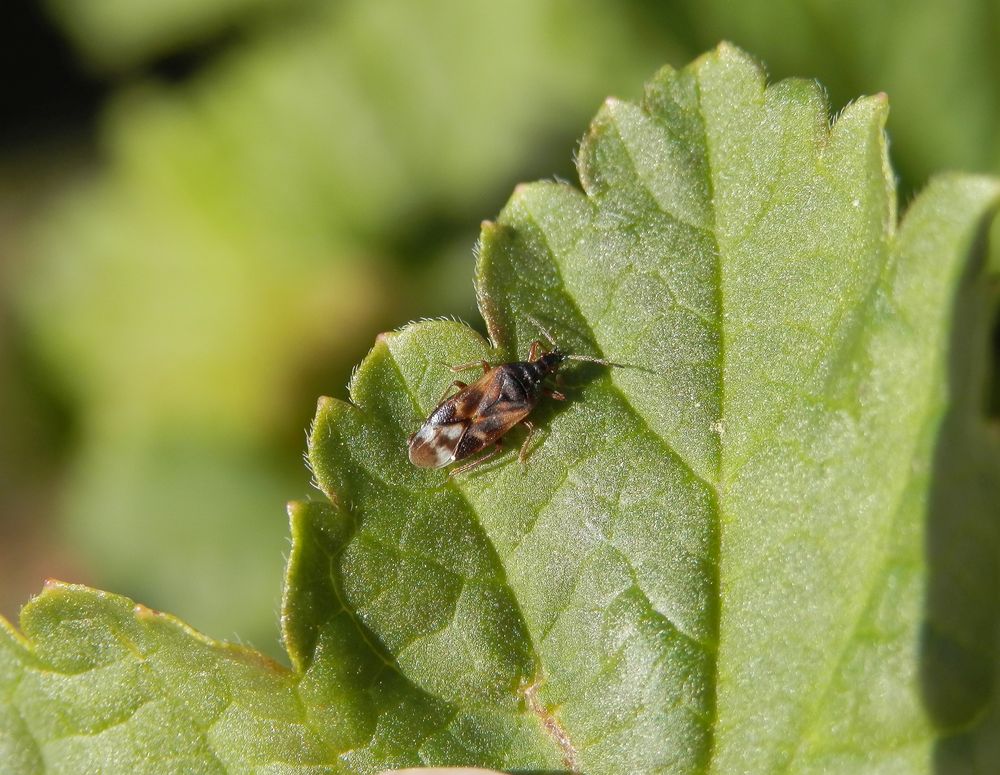 Anthocoris confusus - eine nützliche Blumenwanze im Garten