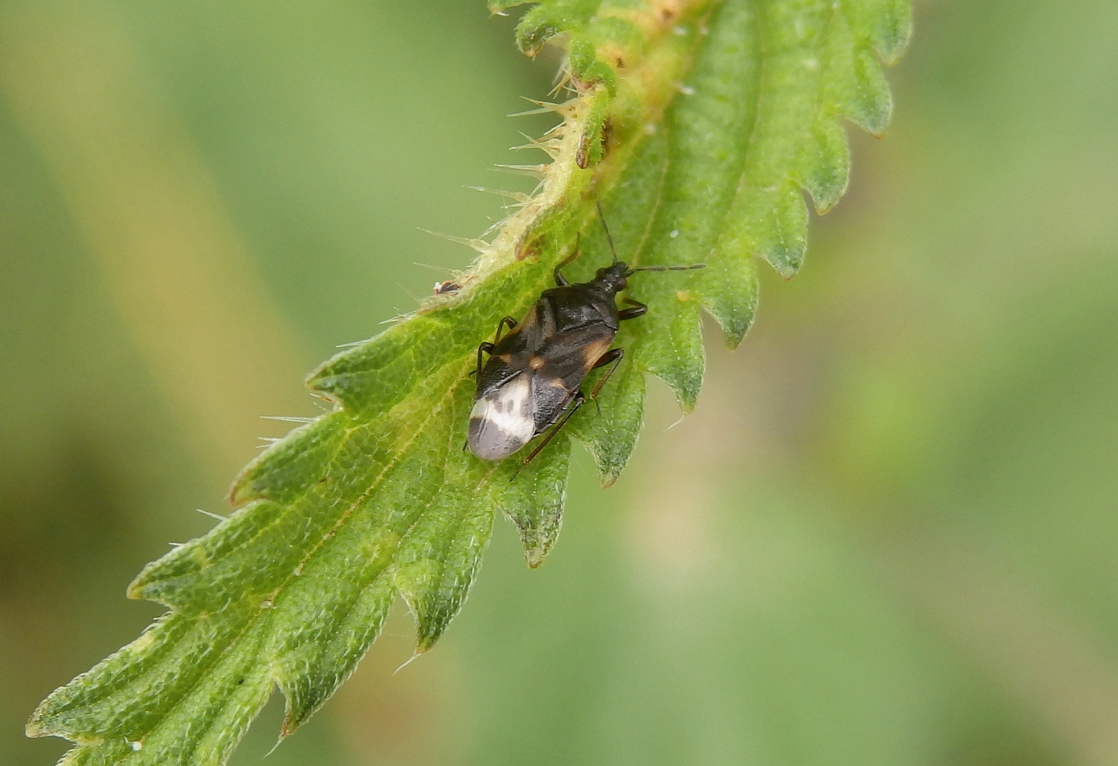 Anthocoris nemoralis auf Brennnessel