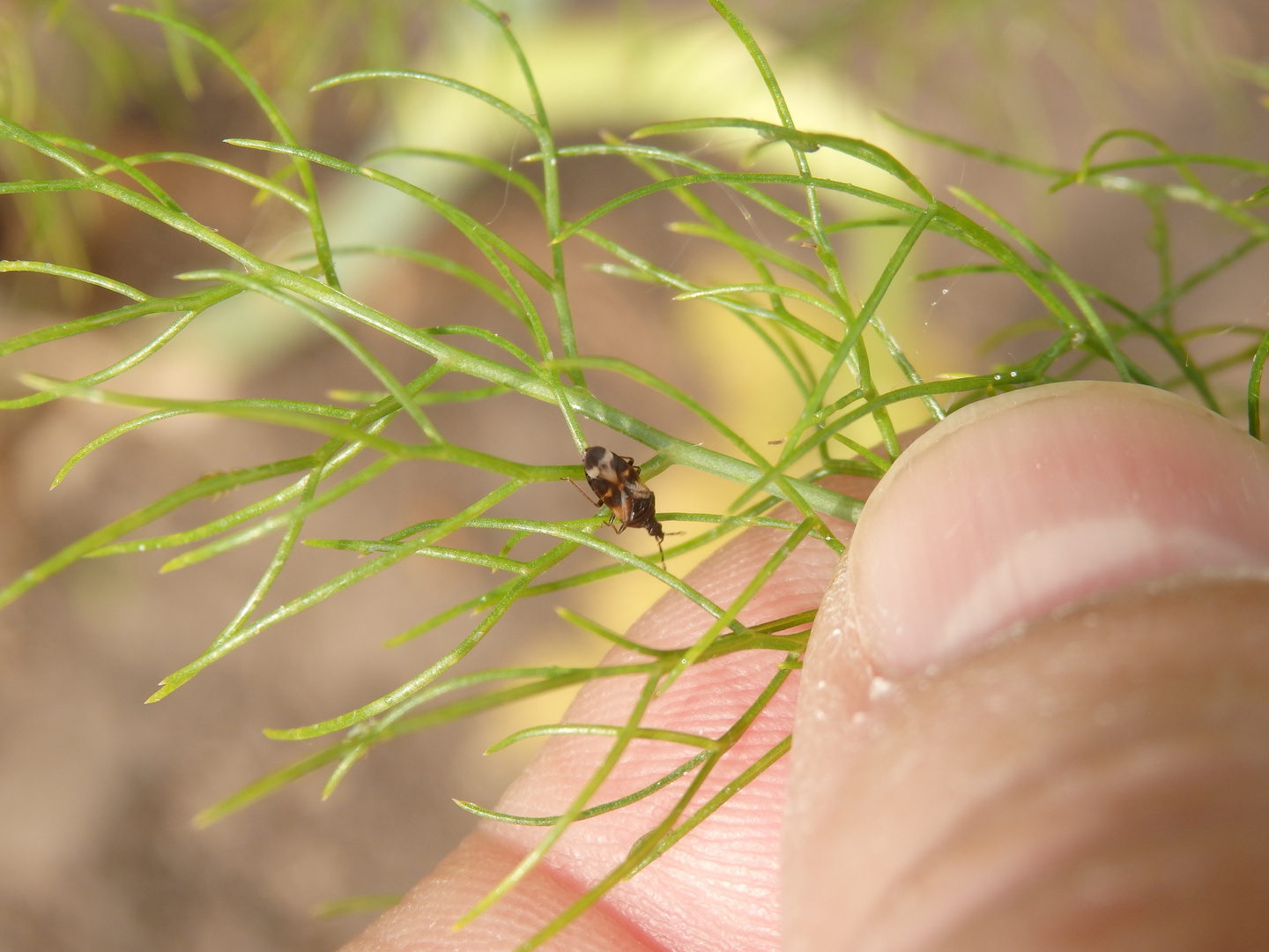 Anthocoris nemoralis oder Anthocoris confusus ?