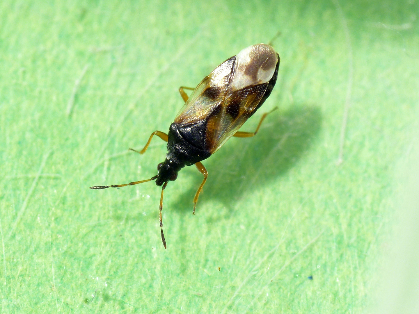 Anthocoris nemorum