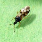 Anthocoris nemorum