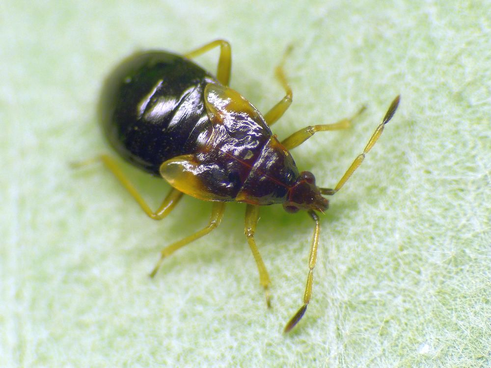 Anthocoris nemorum oder Anthocoris butleri - Nymphe