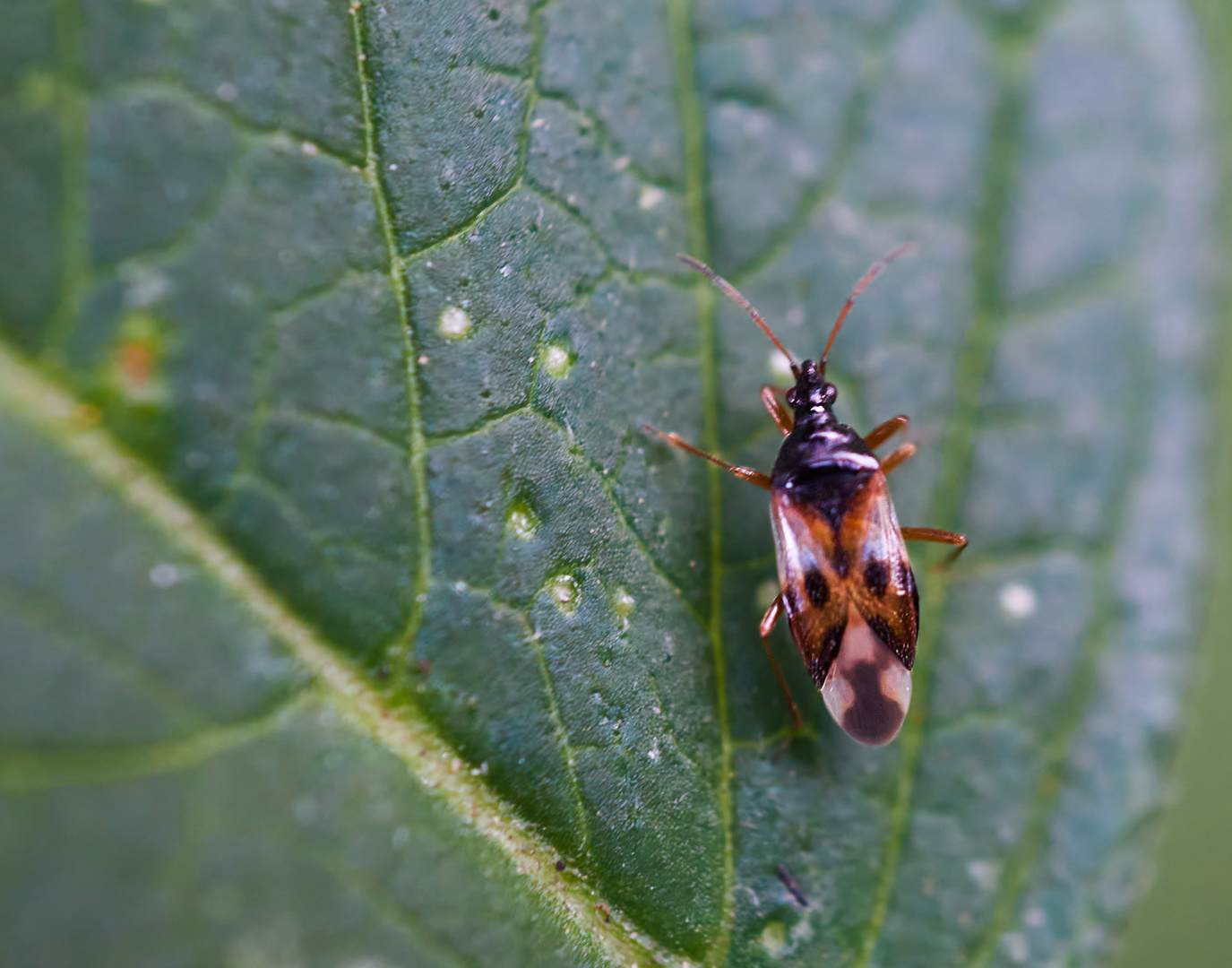 Anthocoris sp.