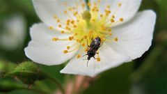 Anthocoris sp. ( nemorum?) - aus der Familie der Blumenwanzen (Anthocoridae)