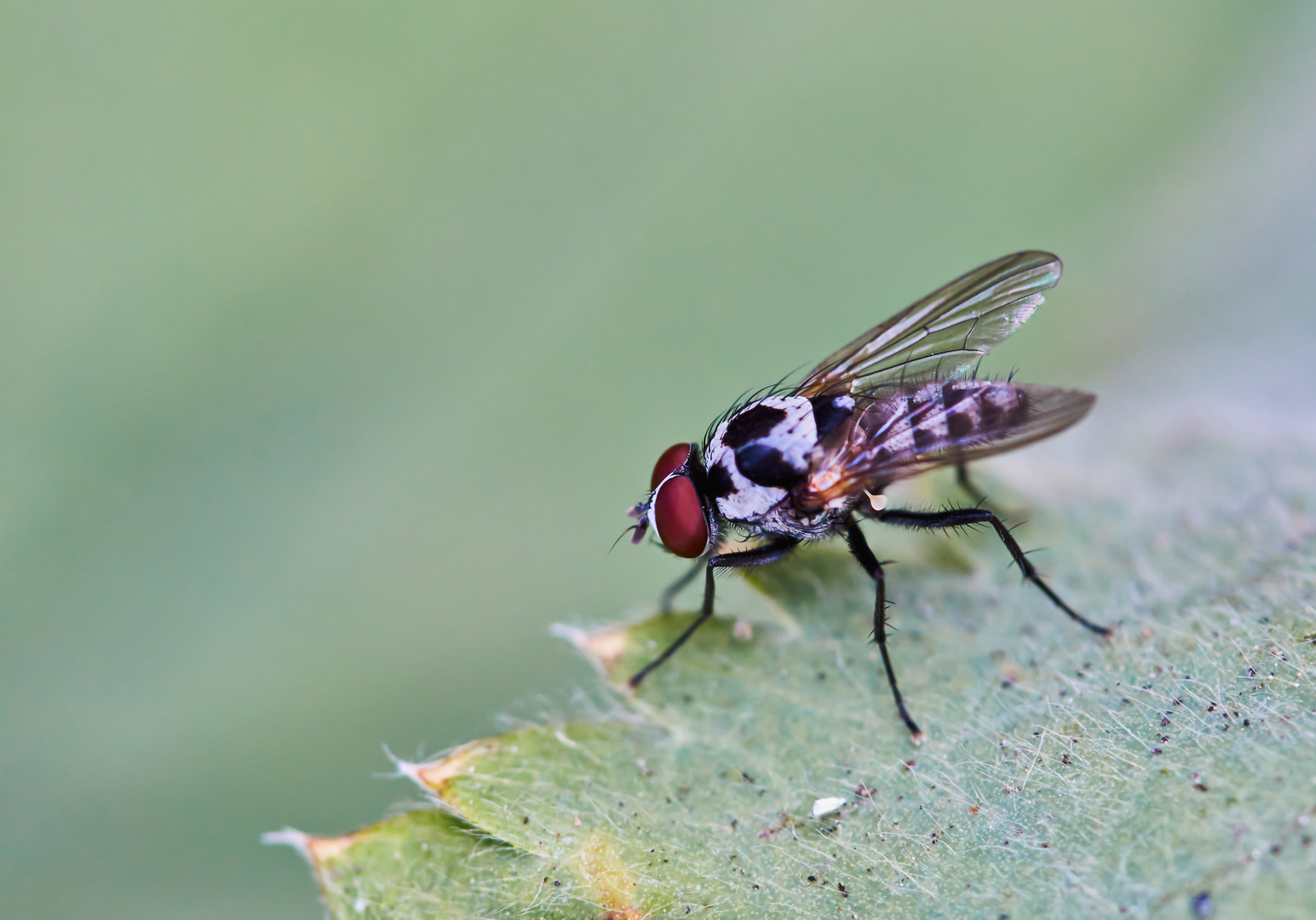 Anthomyia cf.procellaris