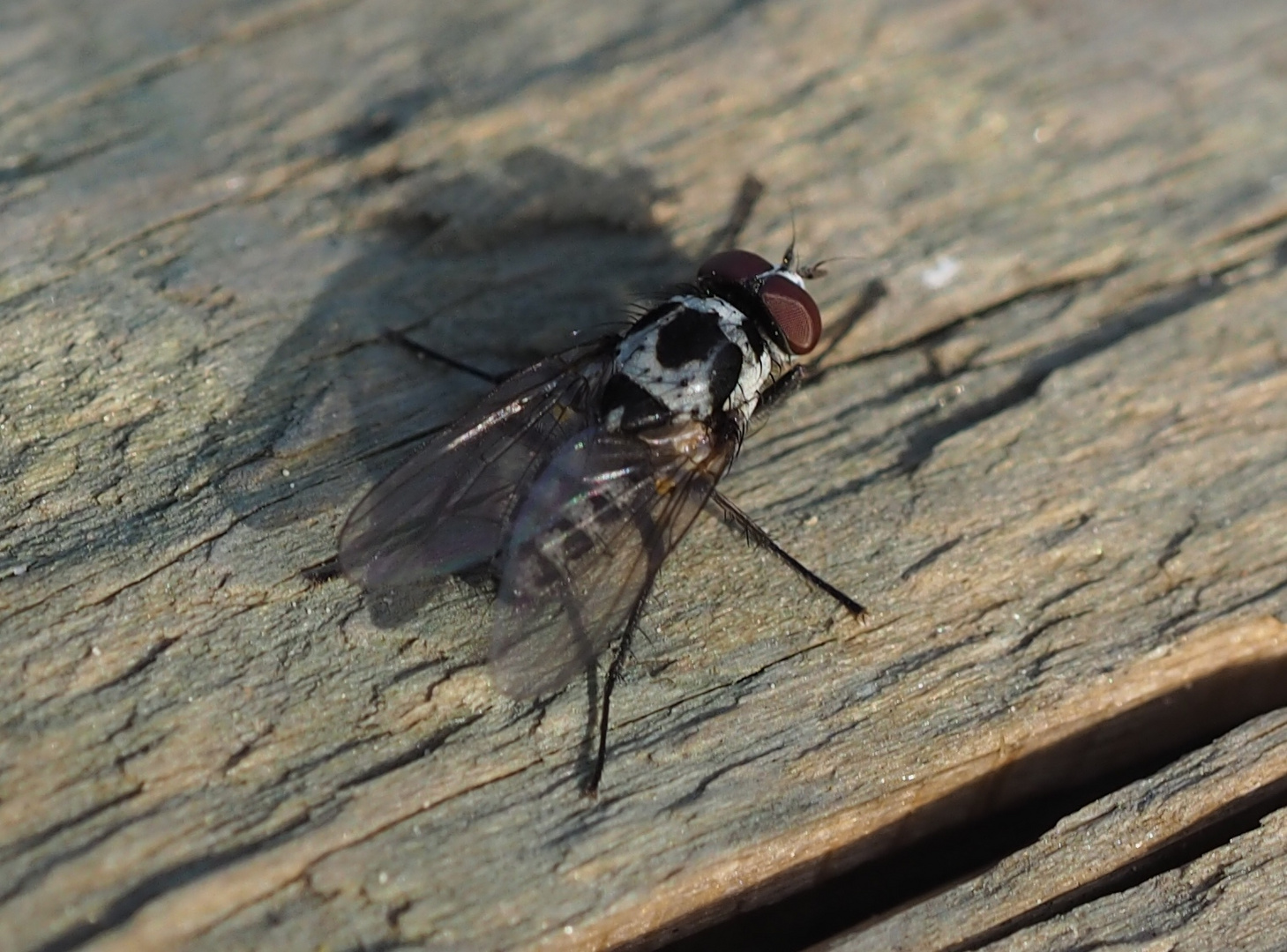 Anthomyia pluvialis