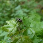 Anthomyia procellaris