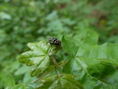 Anthomyia procellaris