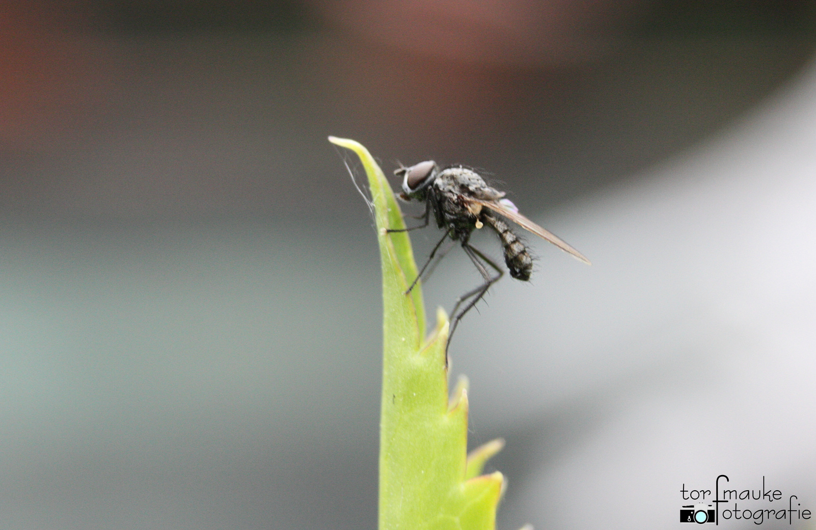 Anthomyiida on a leaf