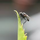 Anthomyiida on a leaf