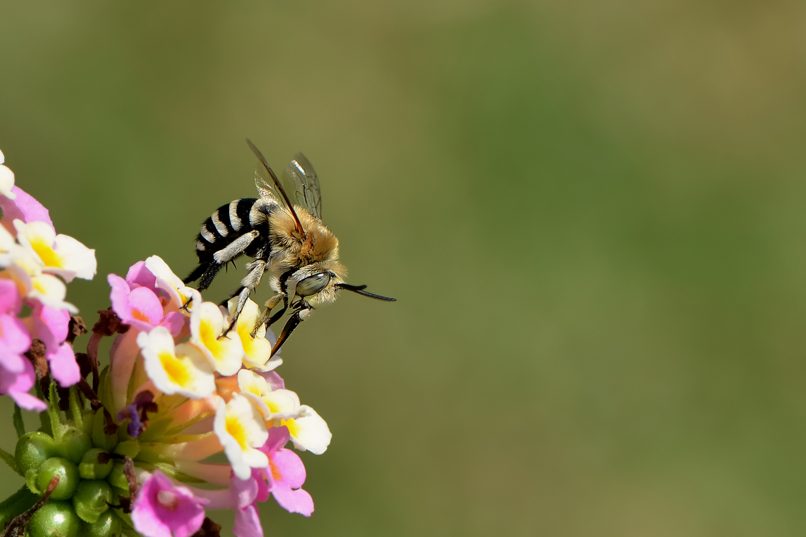 Anthophora Bimaculata