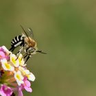 Anthophora Bimaculata