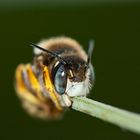 Anthophora bimaculata