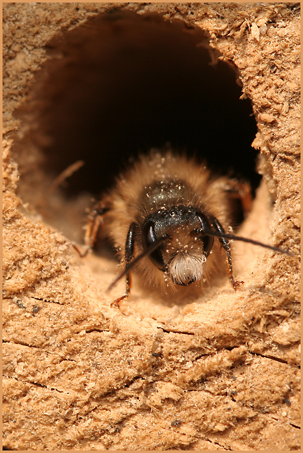 Anthophora plumipes