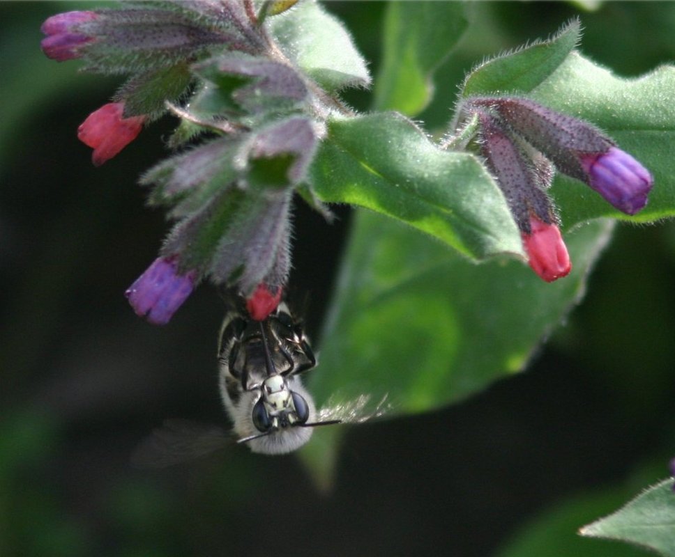 Anthophora plumipes