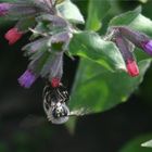 Anthophora plumipes