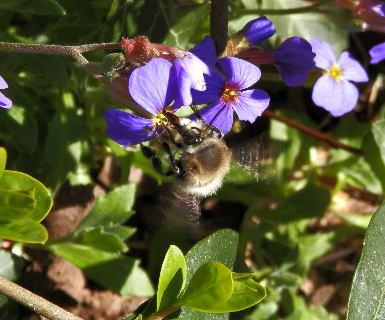 Anthophora plumipes auf Blaukissen