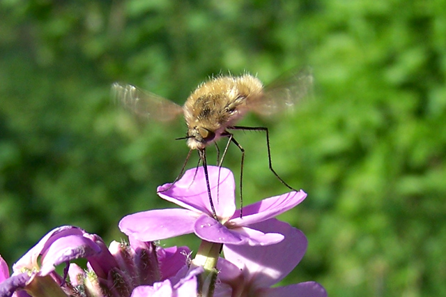 Anthophora plumipes