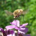 Anthophora plumipes