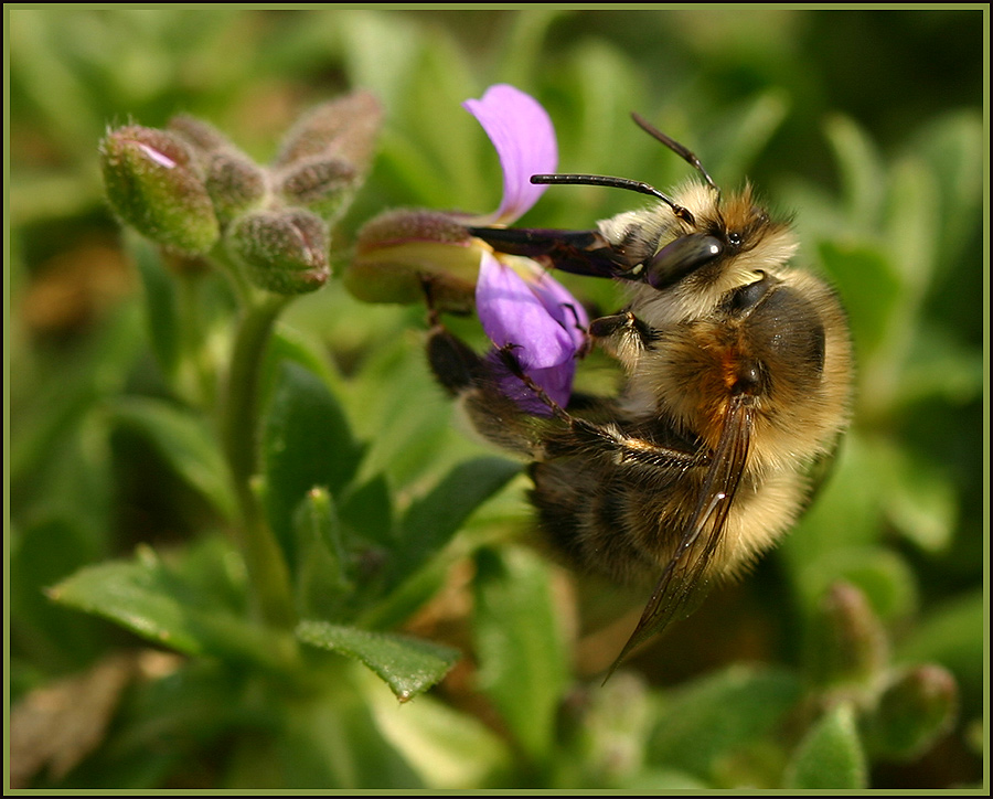 Anthophora plumipes (Pelzbiene)