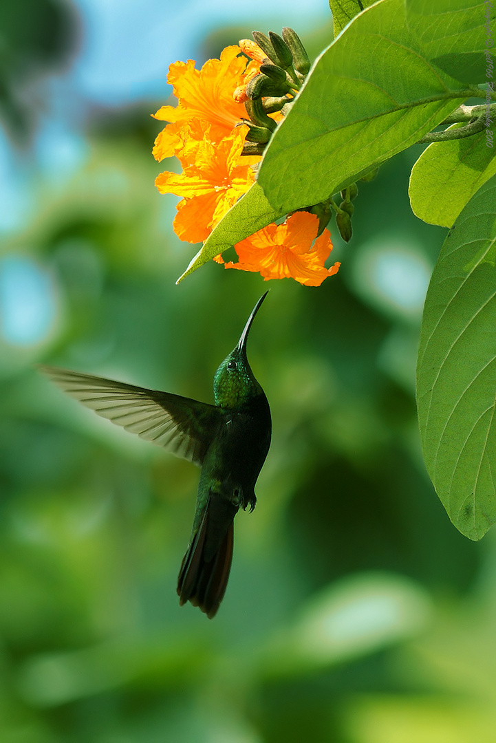 Anthracothorax dominicus (Humming Bird of Antilles)