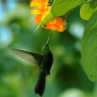 Anthracothorax dominicus (Humming Bird of Antilles)