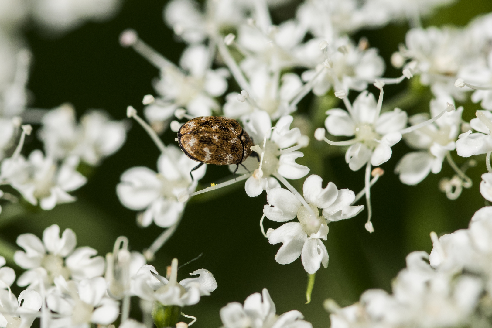 Anthrenus verbasci