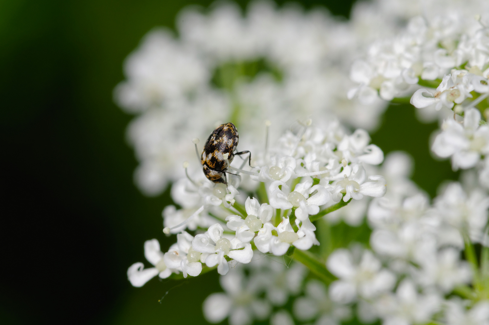 Anthrenus verbasci