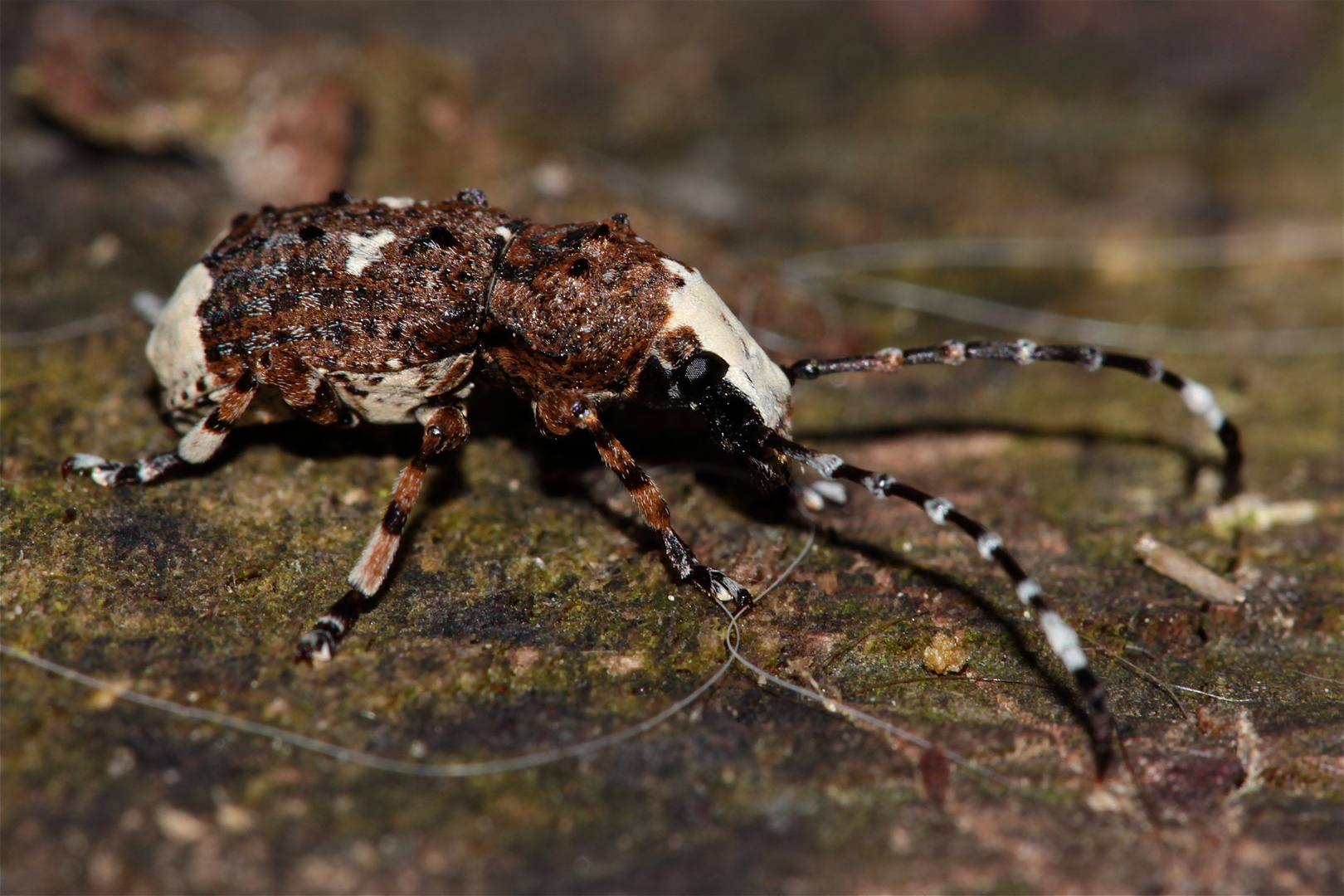 ANTHRIBUS ALBINUS - GROSSER BREITRÜSSLER auf Stapelholz