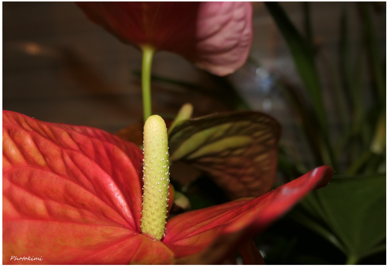Anthurie Foto & Bild | pflanzen, pilze & flechten, blüten- & kleinpflanzen, projekte Bilder auf ...