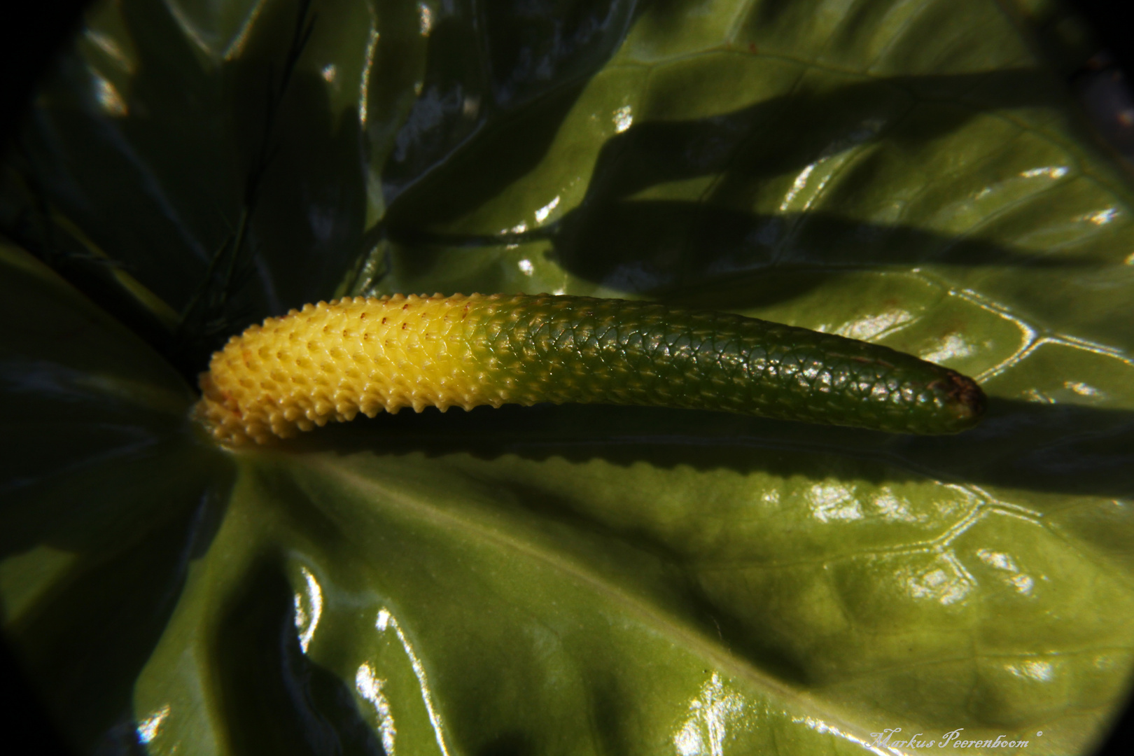 Anthurie aus dem Blumenhorn des Hubertuszuges Zwölfender