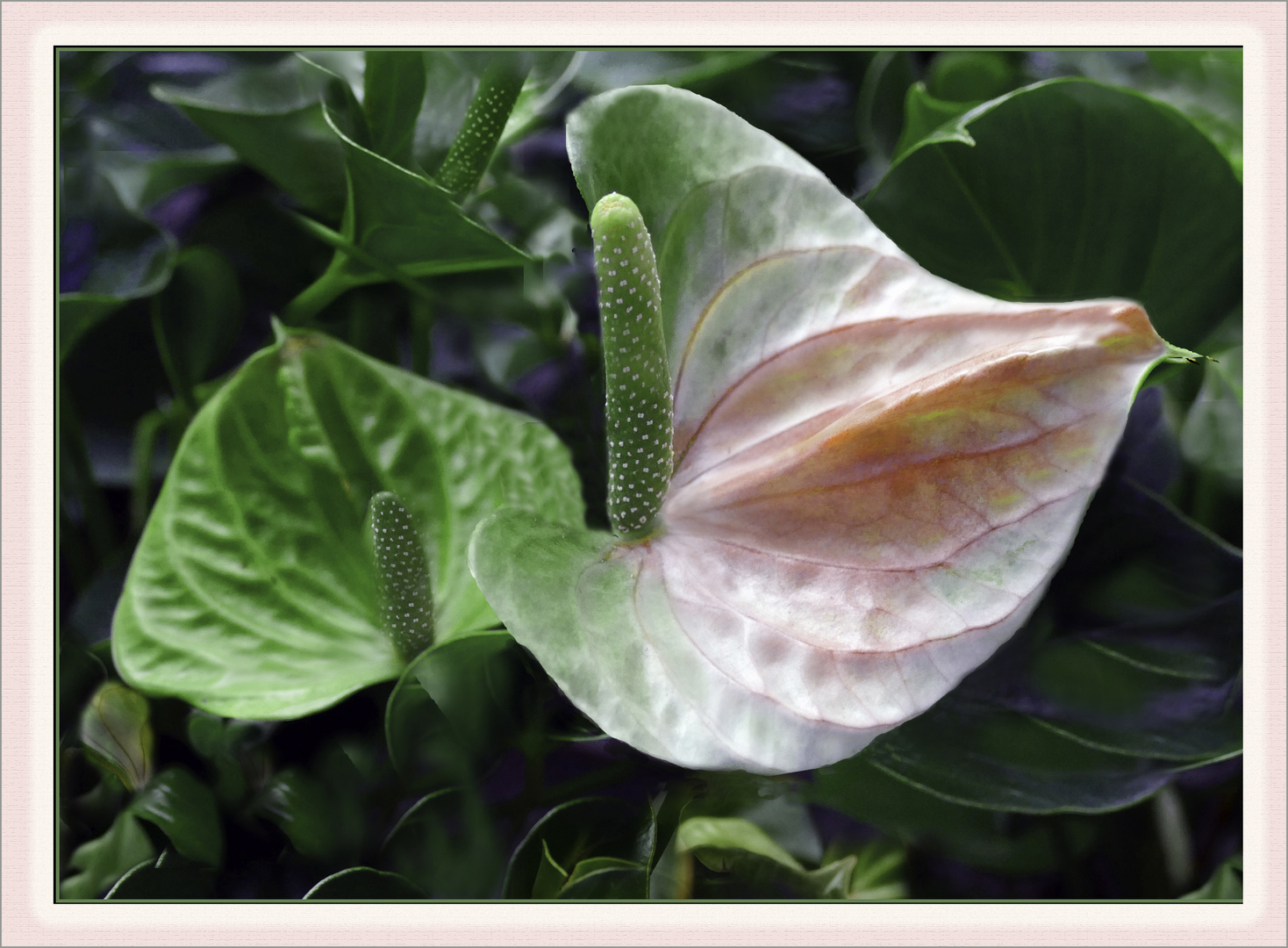 Anthurie  bicolor ,Flamingoblume 