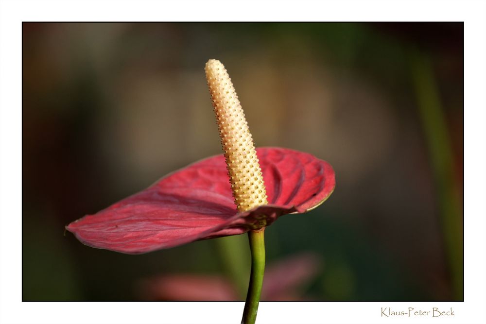 Anthurie, bzw. Flamingoblume