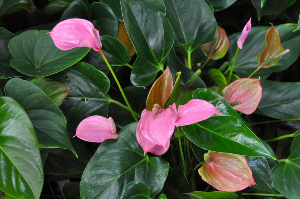 Anthurien Foto & Bild deutschland, europe, niedersachsen Bilder auf