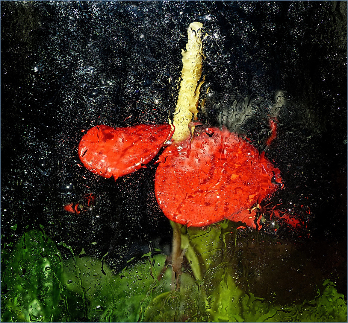  Anthurien  en  ventana en dia de lluvia 