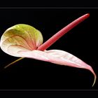 Anthurium